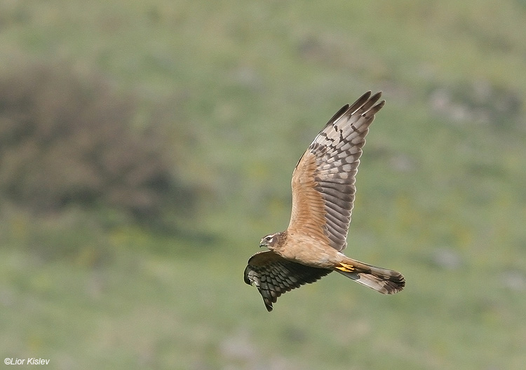              Montagus Harrier Circus pygargus                      2007.: 